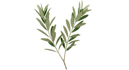 Obraz premium Fresh green olive branches with lush leaves isolated on white background