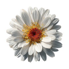 Close-up of a white daisy.  Its delicate petals radiate outward from a central disc of orange and red