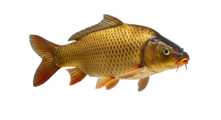 A vibrant goldfish swimming gracefully isolated on white background surrounded by aquatic plants