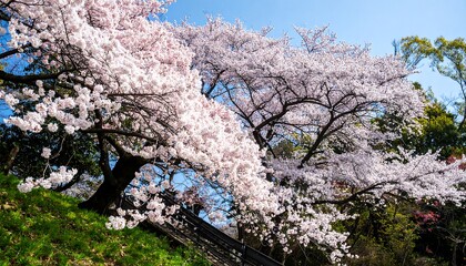 Ephemeral beauty of cherry blossoms embracing the clear sky in a vibrant spring landscape