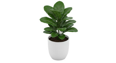 Fototapeta premium Lush green fiddle leaf fig plant in a modern white pot isolated on white background enhancing a bright interior space