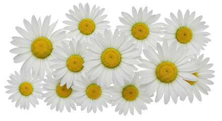 Fototapeta premium Arrangement of daisies with yellow centers isolated on transparent background decorative floral pattern