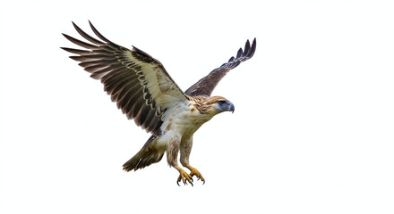 Side profile of Philippine eagle mid-flight, sharp beak and talons visible, isolated on clean white background. Generative AI