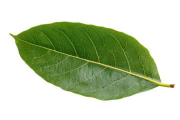 Close-up of a vibrant green leaf, exhibiting a smooth, oval shape with prominent veins radiating from the central stem.  