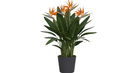 Vibrant bird of paradise plant in a sleek pot enhancing indoor decor with lush greenery isolated on white background