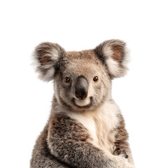 Obraz premium Close-up image of a koala looking directly at the camera