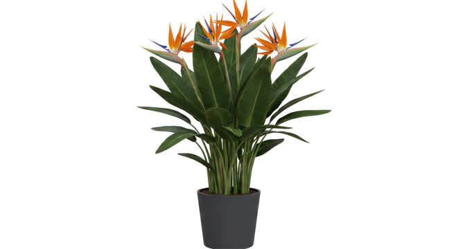 Vibrant bird of paradise plant in a sleek pot enhancing indoor decor with lush greenery isolated on white background