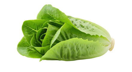 Fresh romaine lettuce head isolated on white background ideal for culinary uses