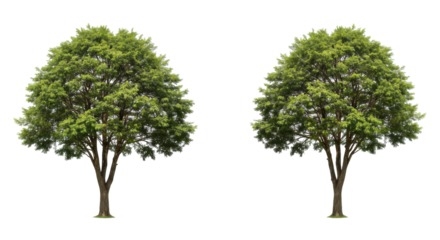 Two lush green trees standing side by side in a serene outdoor setting isolated on white background