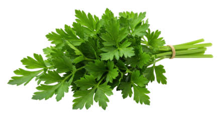 Fresh parsley bundle isolated on white background culinary green garnish natural herb