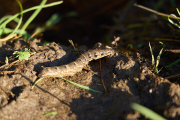 A closeup of a Caterpillar in Soil, highlighting its beauty and ecological importance