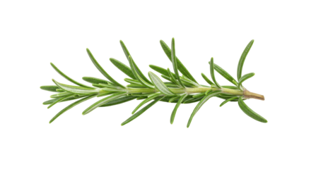 Fresh rosemary sprig isolated on white background ideal for culinary use and herbal applications