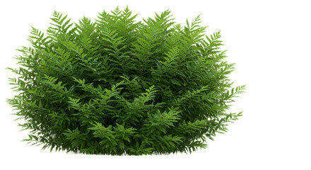 Lush green bush isolated on white background