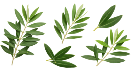 A collection of vibrant green leaves arranged artistically isolated on white background ideal for botanical designs