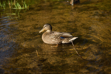 A Serene Duck Gracefully Swimming in the Clear and Refreshing Water of a Tranquil Pond