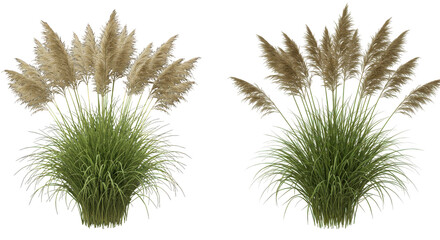 Lush pampas grass arrangement isolated on white background