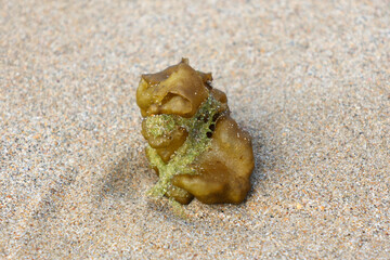 Oyster Thief (Colpomenia sinuosa) seaweed on the sand at a beach