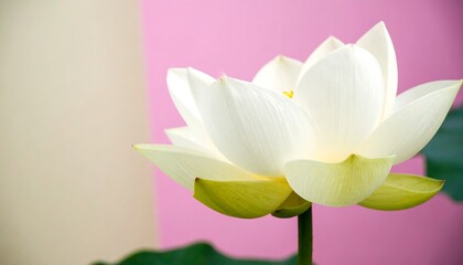 Elegant white lotus flower blossoms against a soft pink and beige background