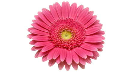 Vibrant pink gerbera daisy in full bloom isolated on white background