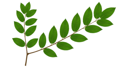 Vibrant green branch with lush leaves isolated on white background showcasing detailed foliage