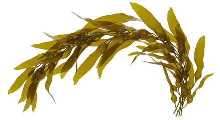 Obraz premium A vibrant seaweed arrangement isolated on white background creating a serene underwater scene