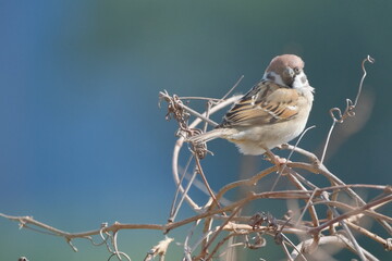 Eurasian Tree Sparrow perched on branch with brown plumage Taiwan Taipei City