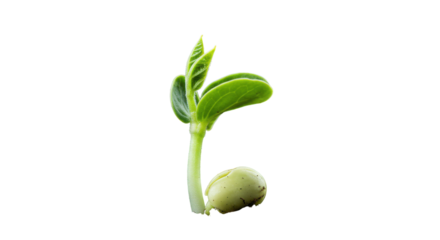 Fresh green seedling emerging isolated on white background symbolizing growth and renewal