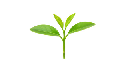 Fototapeta premium Fresh green plant sprouting with vibrant leaves isolated on white background