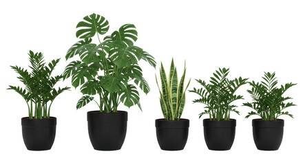 Fototapeta premium Collection of five indoor plants in black pots showcasing diverse foliage textures isolated on white background