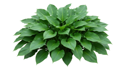 Lush green hosta plant thriving in a serene garden setting with soft sunlight isolated on white background