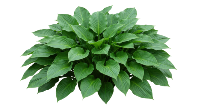 Lush green hosta plant thriving in a serene garden setting with soft sunlight isolated on white background