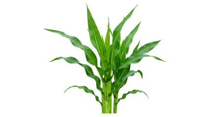 Fototapeta premium Green plant with long detailed leaves and rich foliage neatly isolated on plain white background