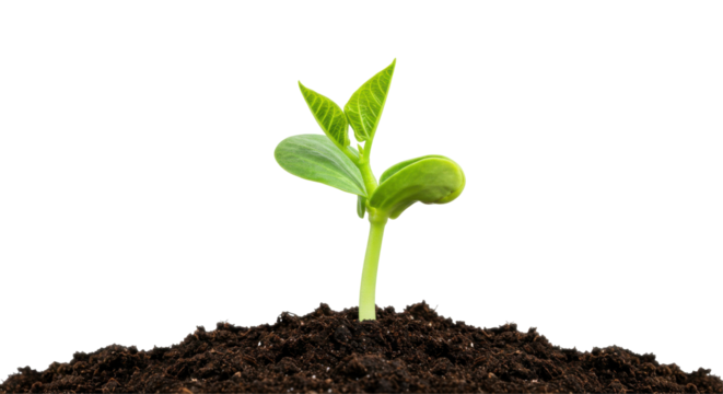 Green seedling emerging from rich soil symbolizing growth and renewal in nature isolated on white background