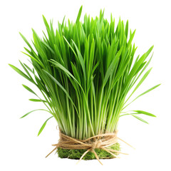 Fresh Green Wheatgrass Tied with Twine on Transparent Background for Healthy Living