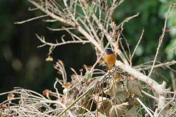 Daurian Redstart with black face and orange belly on branch Taiwan Taipei City