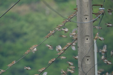 Eurasian Tree Sparrows lined up on electric wire Taiwan Taipei City