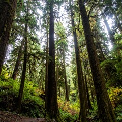 Fototapeta premium Forest Trail, Sunlight Through Canopy, Pacific Northwest
