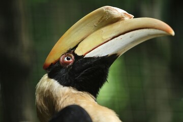 close up of a hornbill looking up