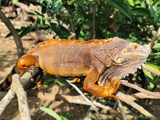 Orange iguana is sunbathing on a green leafy tree trunk, in the morning, with a natural blurred background.