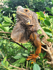 Orange iguana is sunbathing on a green leafy tree trunk, in the morning, with a natural blurred background.