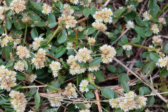 White flowers on a Khaki Weed (Amaranthaceae) plant weed