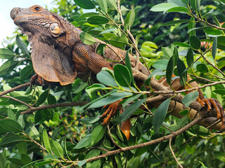 Orange iguana is sunbathing on a green leafy tree trunk, in the morning, with a natural blurred background.