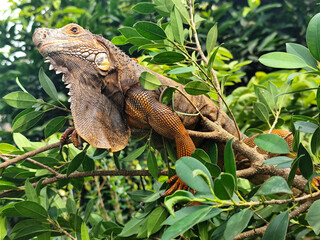 Orange iguana is sunbathing on a green leafy tree trunk, in the morning, with a natural blurred background.