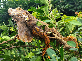 Orange iguana is sunbathing on a green leafy tree trunk, in the morning, with a natural blurred background.