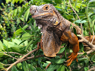 Orange iguana is sunbathing on a green leafy tree trunk, in the morning, with a natural blurred background.