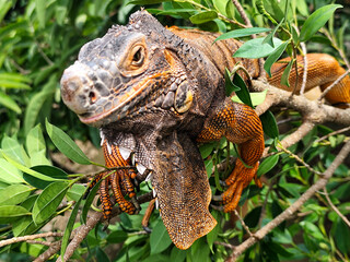 Orange iguana is sunbathing on a green leafy tree trunk, in the morning, with a natural blurred background.