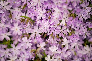Moss phlox. Blossom flowers background. Spring background. Natural bloom floral background. Blossoming flowers. Spring blooming template. Flowers texture for spring design. Blossom background.