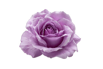 Close-up of a single, vibrant lavender rose