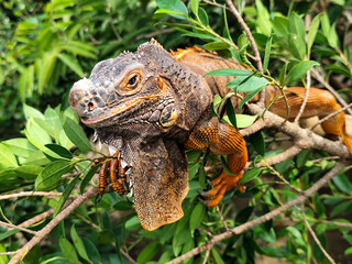 Orange iguana is sunbathing on a green leafy tree trunk, in the morning, with a natural blurred background.