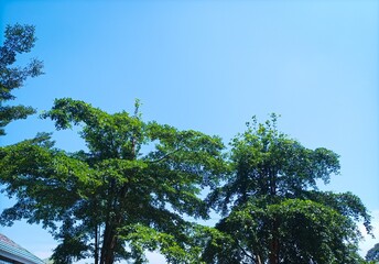 trees and sky
